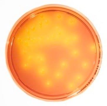 محیط کشت مانیتول سالت آگار مرک کد 146023 | Mannitol Salt Agar – LI