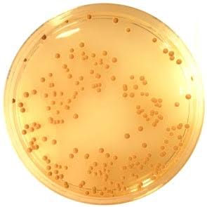 محیط کشت لیزین آیرون آگار مرک کد 111640 | Lysine Iron Agar
