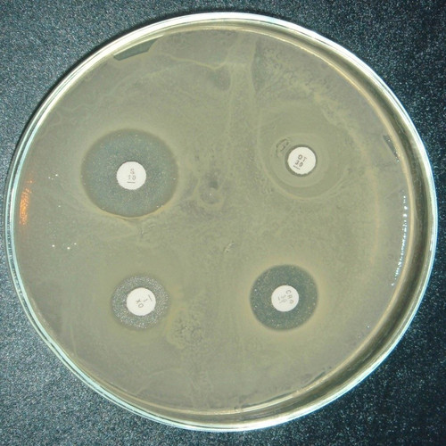 محیط کشت مولر هینتون آگار مرک کد 105435 | Mueller-Hinton Agar CLSI